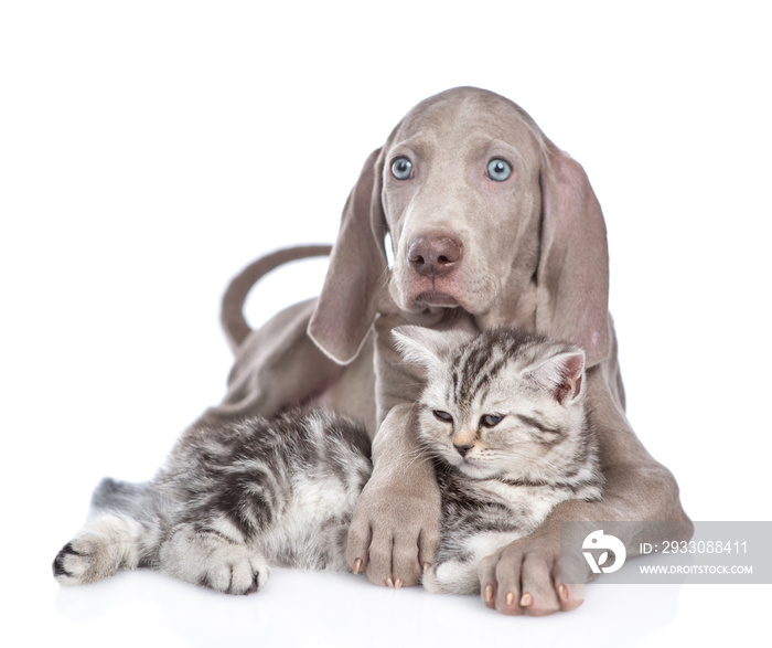 Weimaraner puppy hugs kitten. isolated on white background