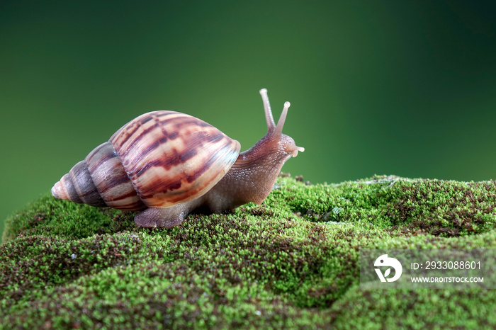 Snail, Giant African snail or giant African land snail (Lissachatina fulica) Selective focus, blurred natural green background with copy space