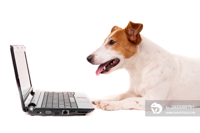 jack russell dog using a computer and browsing the internet