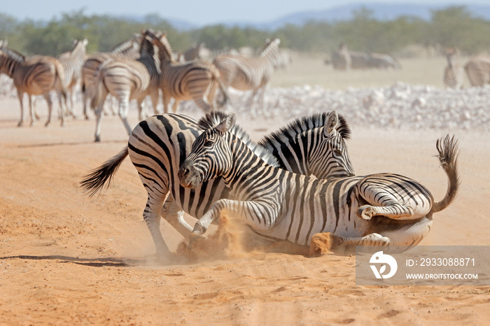 Two plains zebra stallions (Equus burchelli) fighting, Etosha National Park, Namibia.