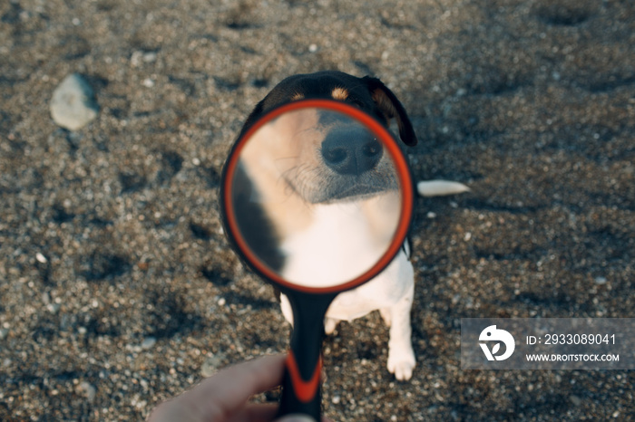 Funny smiling dog looking through magnifier