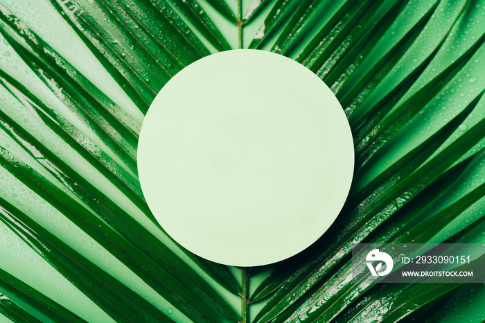 Summer green scene for beauty cosmetic product presentation made with circle geometric shape on palm leaf background. Top view.