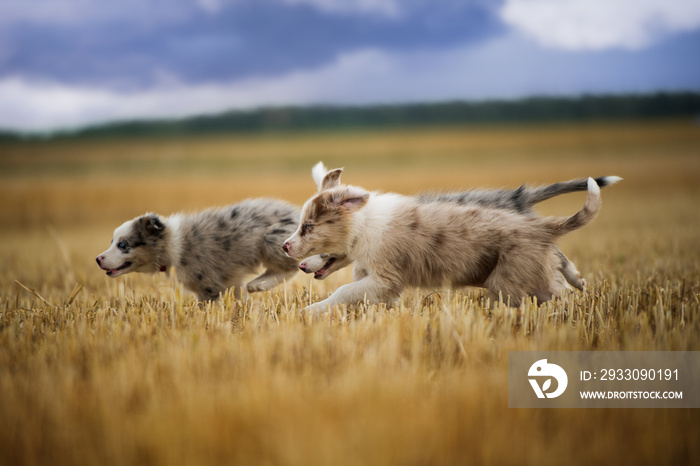 Border collie puppies running in a stubblefield