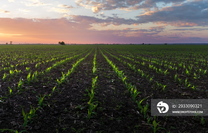 germination of corn photo / dawn on an agricultural field