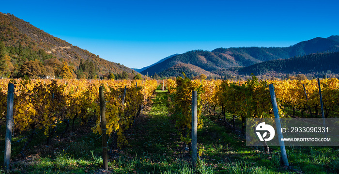 A southern Oregon vineyard in autumn