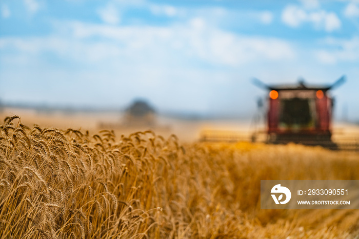 Corn in field closeup. Red grain harvesting combine in a sunny day in a blurred background . Yellow field with grain. Agricultural technic works in field.