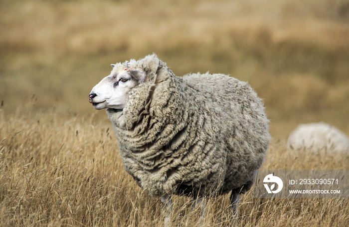 Sheep with full fleece of wool ready for summer shearing, New Zealand