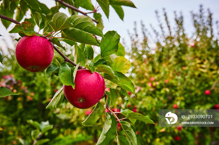 Pair of fresh red apples growing on farm orchard branch