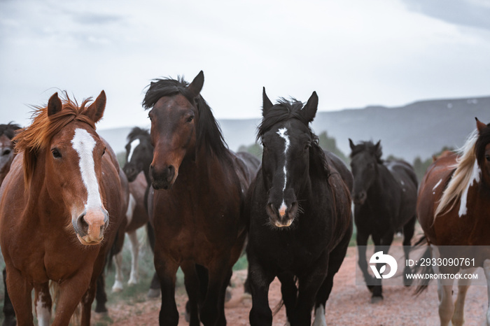 herd of horses running on dusty trail on overcast rainy day being driven to summer pastures