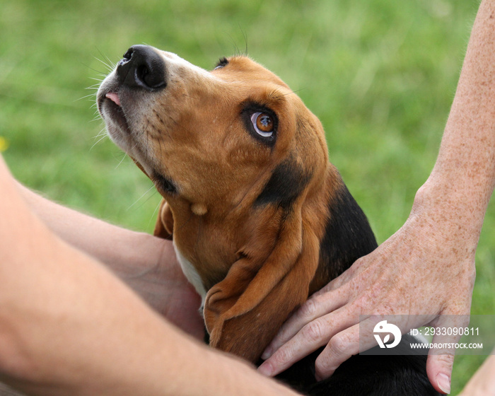 Basset Hound getting lots of fuss