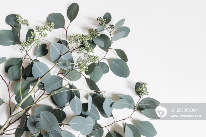 Decorative frame, corner made of green Eucalyptus populus leaves and branches isolated on white table background. Modern floral composition. Natural styled stock flat lay image. Top view. Copy space.