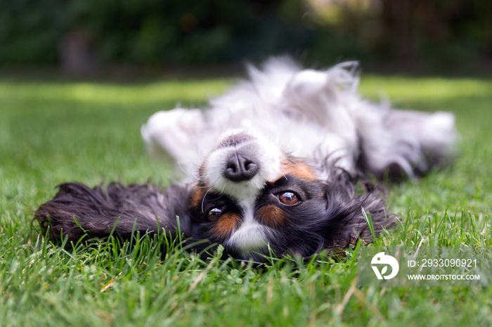 Happy dog lying upside down