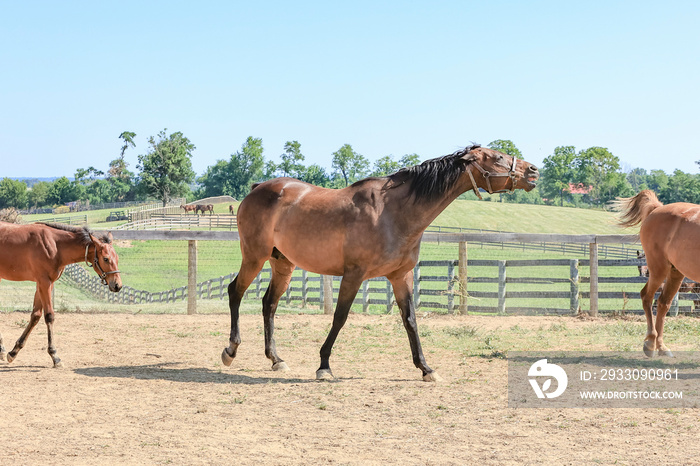 An angry Thoroughbred broodmare with her ears pinned and teeth barred chasing off another mare and her foal following her with her ears pinned.