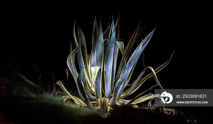 Agave plant illuminated by a torch