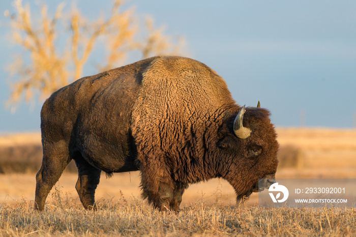 American Bison on the High Plains of Colorado. Bull Bison.