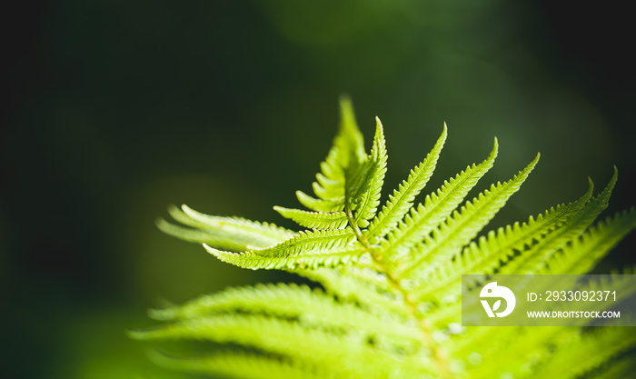 Bright green fern leaf, natural macro photo