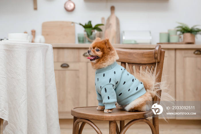 Dog in fashionable clothes. Dressed dog. Dog clothes. Pet Supplies