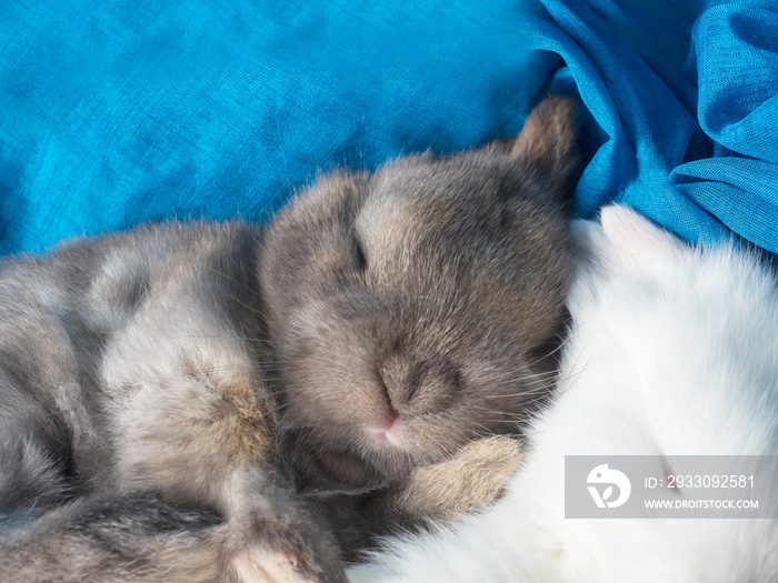 Adorable cute little baby rabbit sleeping on soft blue cloth. Copy space on top.