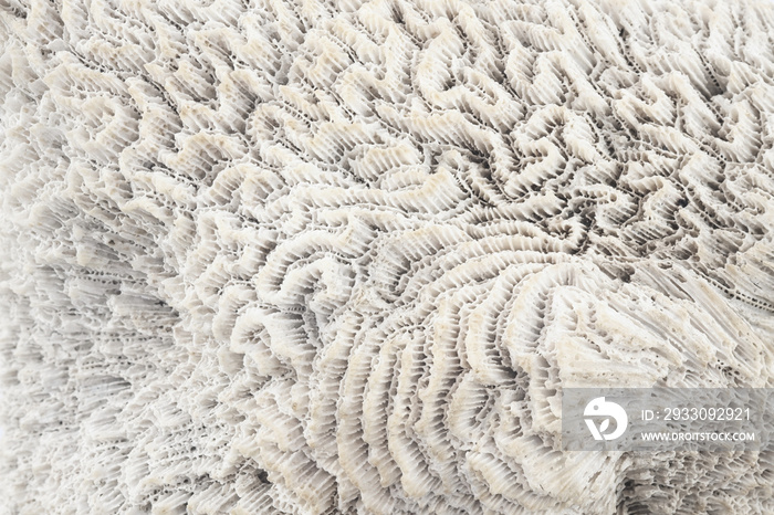 Coral texture / Abstract texture background of white coral.