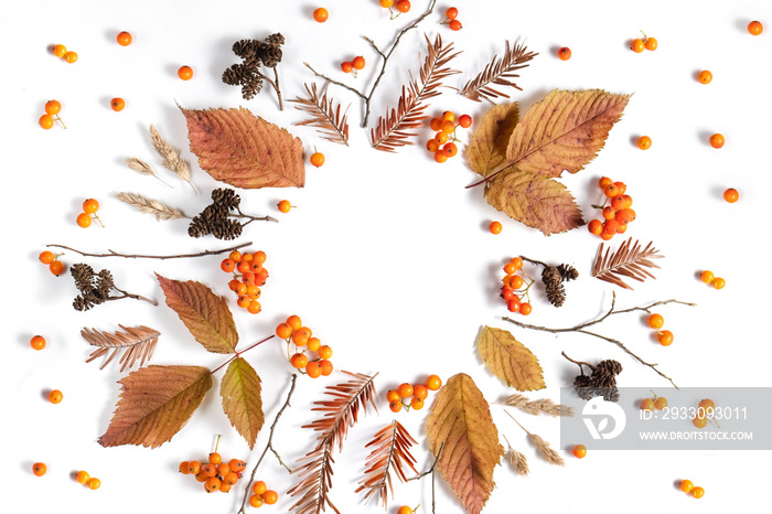 Autumn composition. Pattern made of leaves, cones and rowan on white background. Autumn, fall, thanksgiving day concept. Flat lay, top view, copy space.