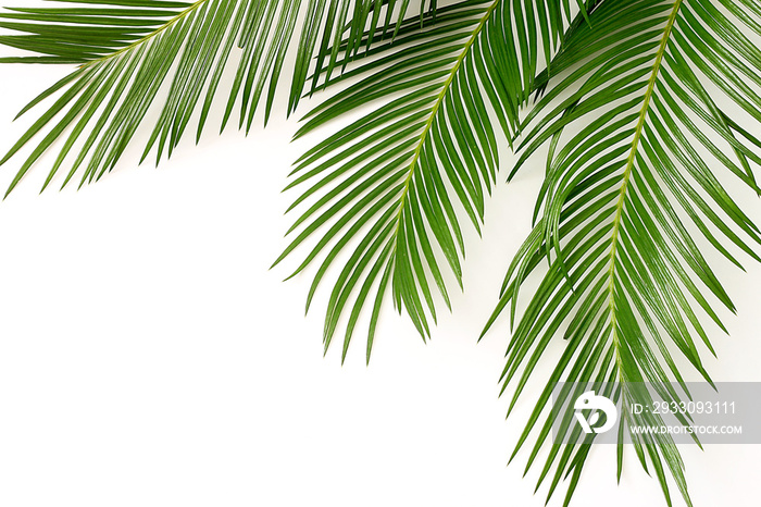 palm leaves on white background