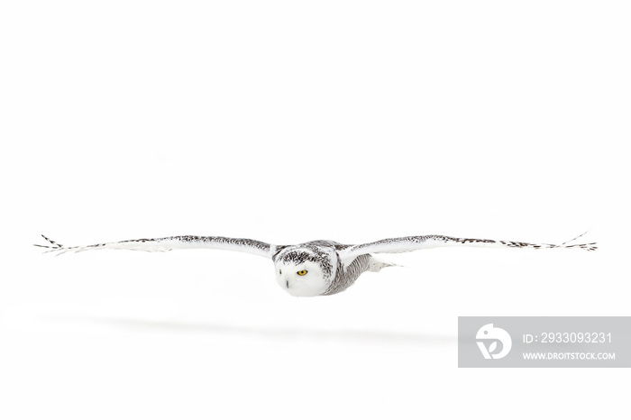 Snowy owl (Bubo scandiacus) isolated against a white background hunting over a snow covered field in Canada