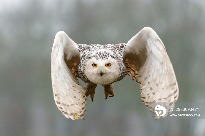 Snowy owl (Bubo scandiacus)  flying on a light snowy day in the Netherlands