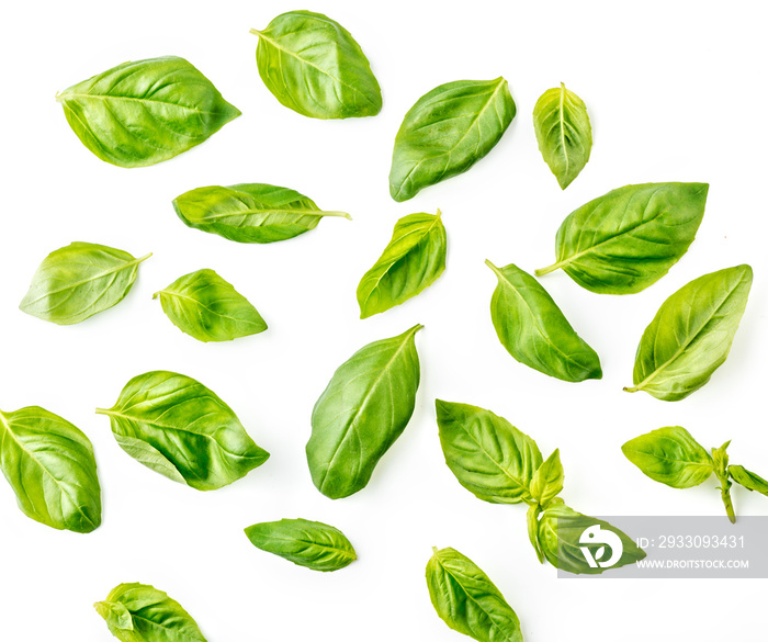 Basil leaves on white background. Top view.