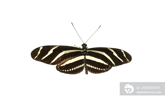 Zebra Longwing Butterfly Heliconius charithonia isolated on white background