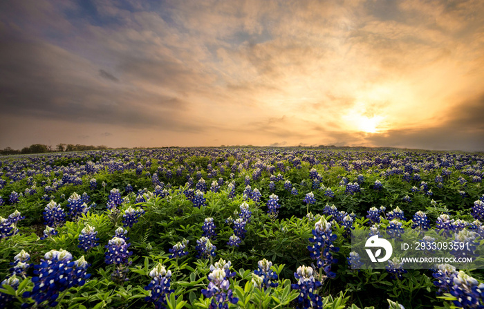 Field of wildflower Texas Bluebonnets