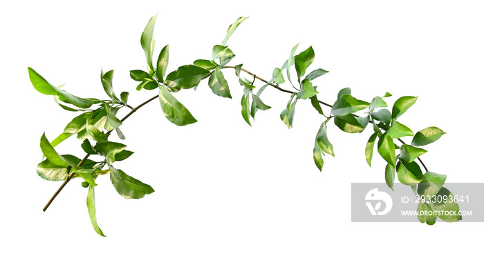 green leaf ivy isolate on white background