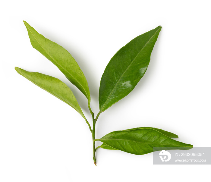 mandarin leaf isolated on a white background