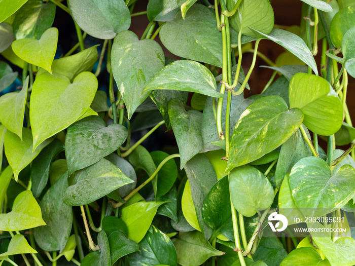 Epipremnum pinnatum. Green money plant