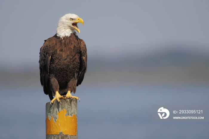 American Bald Eagle (Haliaeetus leucocephalus) sitting on post screaming, Kissimmee, Florida, USA