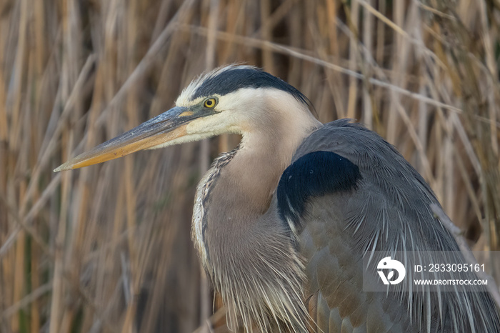 great blue heron gets a close up while in the shallows of the wetlands