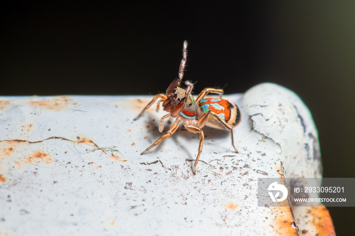 Jump spider in the green garden