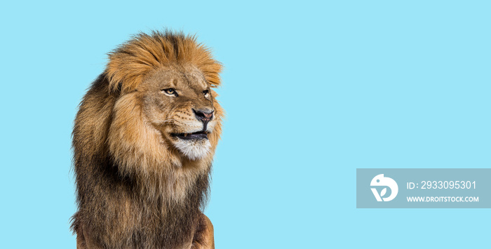 Upset adult male lion making a funny face on blue background