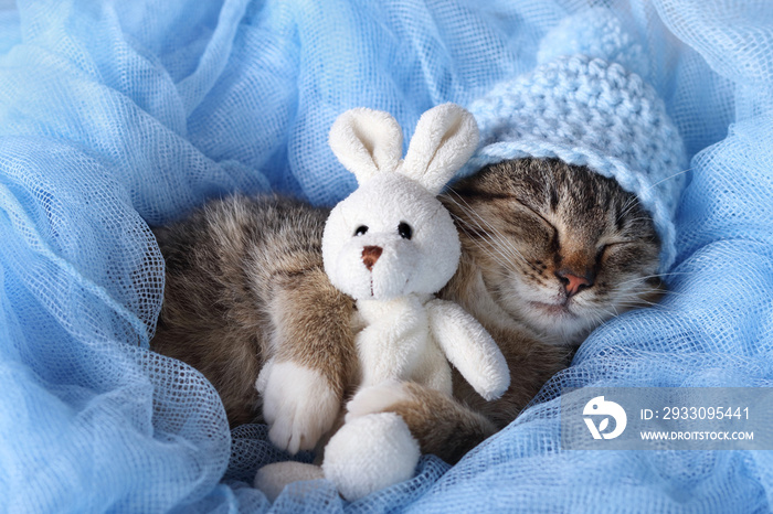 Little gray Cat in a blue hat sleeps and hugs a little toy bunny. Kitten lies and dozes on a blue background. Cute cat close up. tabby. Pet care. Horizontal photo. Kitten with closed eyes