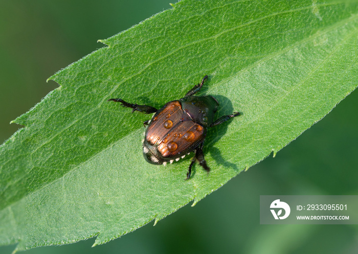 invasive japanese beetle on leaf