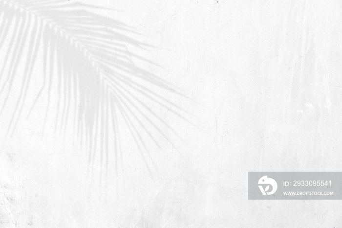 shadow of palm leaves on white cement wall background