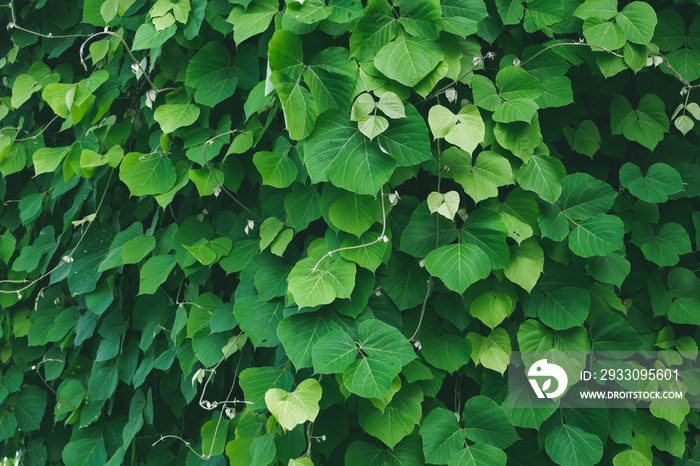 thickets of kudzu