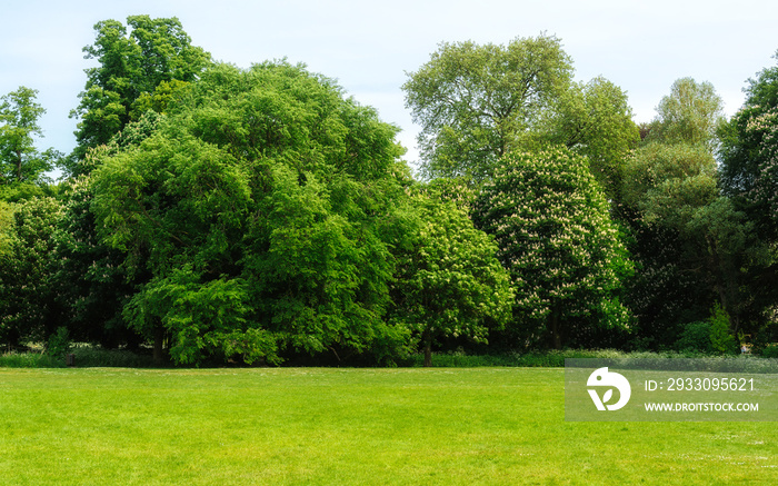 Green lawn with trees in background