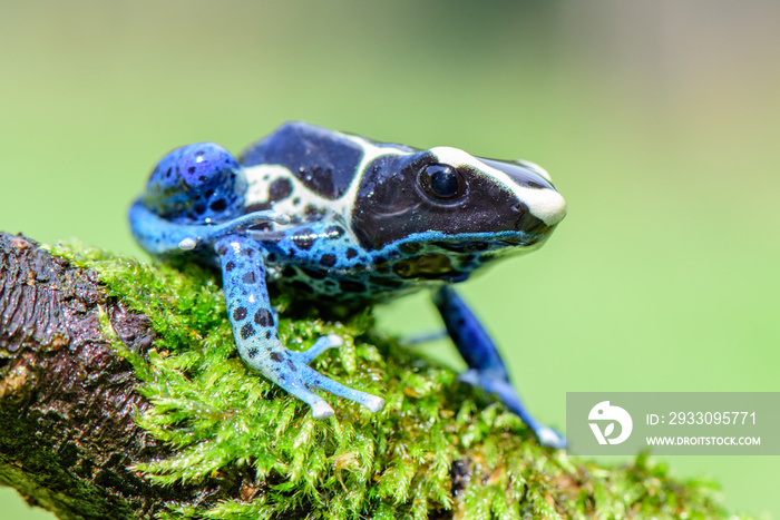 Blue frog in tropic nature