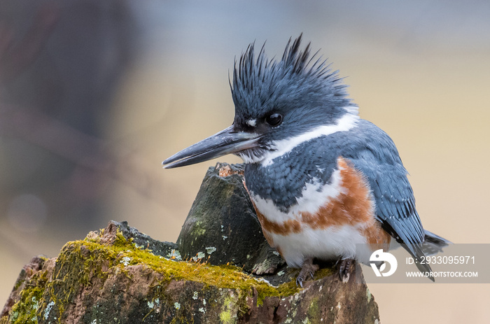 Belted Kingfisher