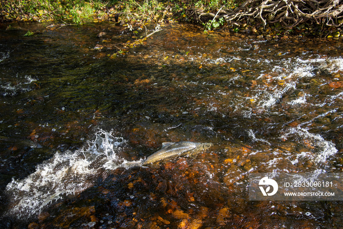 Salmon swimming upstream