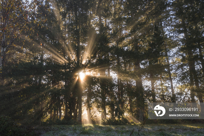 Morning sunbeams between the trunks of a pine forest