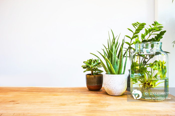 Stylish green house plants on wooden table with white background, modern design and space for text