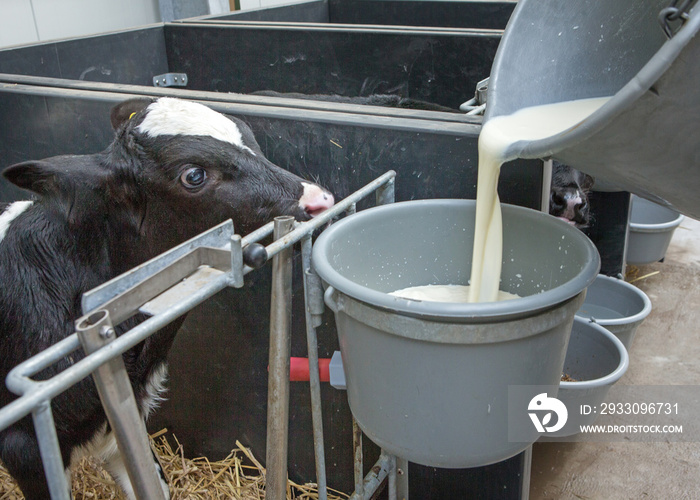 Calf feeding. Pooring milk in a bucket at the stable. Modern farming. Animal care. Netherlands.