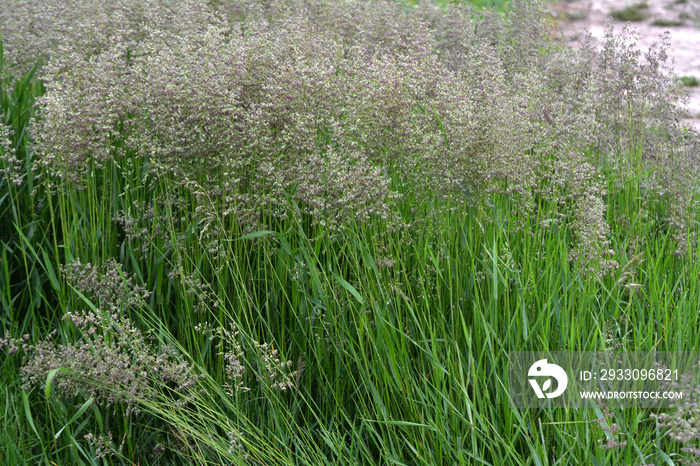 Poa grows in the meadow among wild grasses.