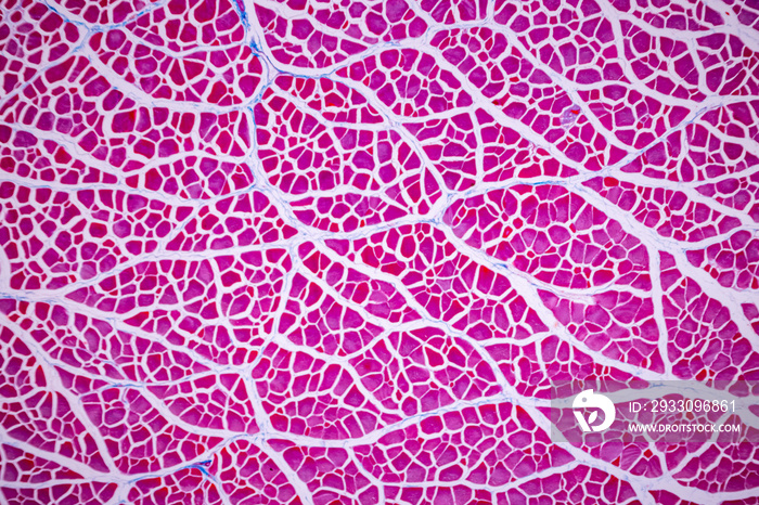 Characteristics of anatomy and Histological sample Striated (Skeletal) muscle of mammal Tissue under the microscope.